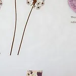 Taras * 斯普利特